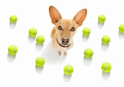 吉娃娃狗准备玩和玩的主人和网球玩具，孤立在白色背景