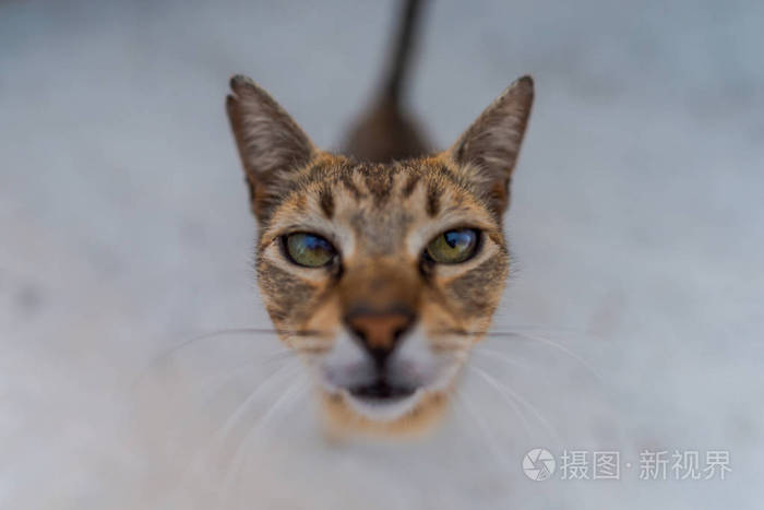 滑稽的短毛猫看着摄像机