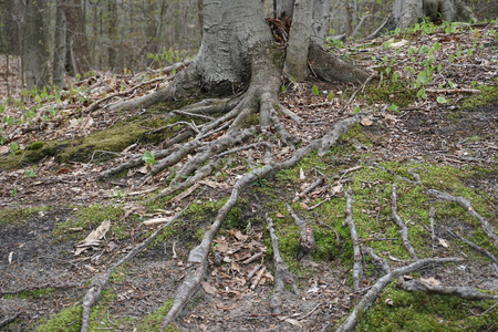 林中老树根系，春季绿苔，中西部林底有枝叶