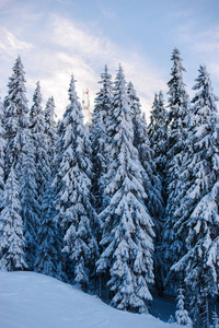 冬林白雪覆盖的树木常绿冷杉