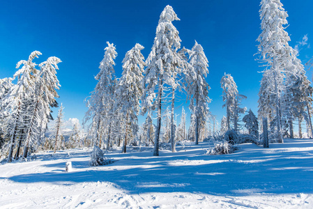 白雪覆盖的树木，山林和风景