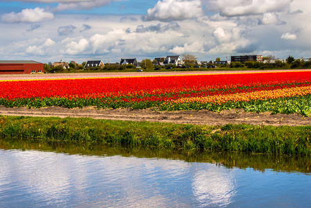 在河流水域的田野草地上生长的郁金香花