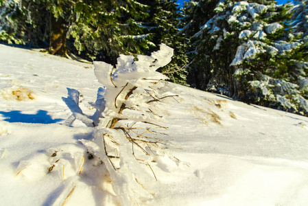 冬天白雪覆盖的树枝