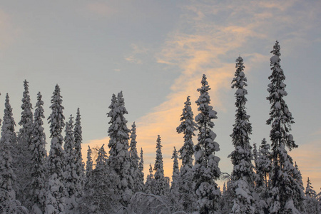 覆盖着霜冻和雪的冷杉树北极圈极地气候