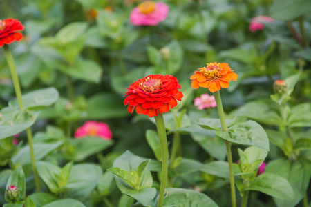 床上的花。 花园里的红色橙色花。 花的花园。