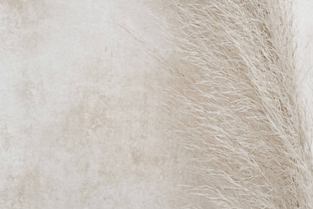 在米色白色灰泥墙的背景下，一种泮佩安草的混合物