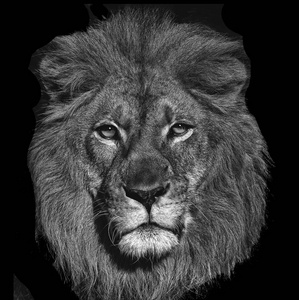 一幅美丽的黑色狮子肖像