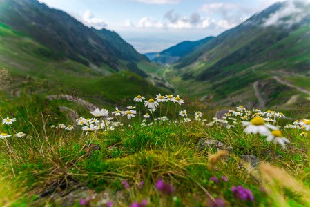 大山青草山花前景