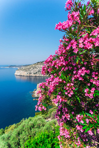 希腊塔索斯岛海岸线上的夏季，灌木丛中开着粉红色的花朵
