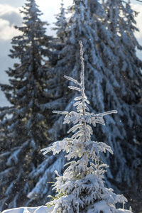 白雪覆盖的针叶树