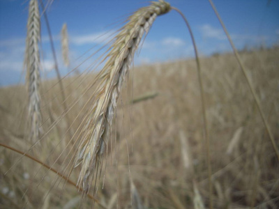 玉米国家谷物田的耳朵图片