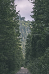 夏山常绿林景观