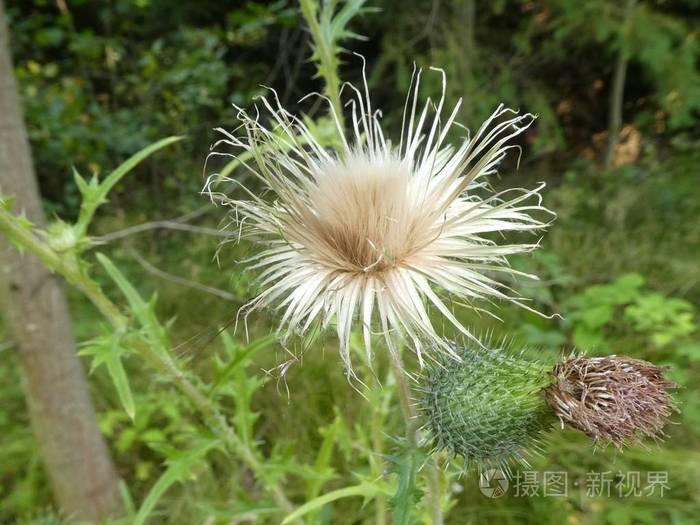 秋天林中蓟花的白色种子