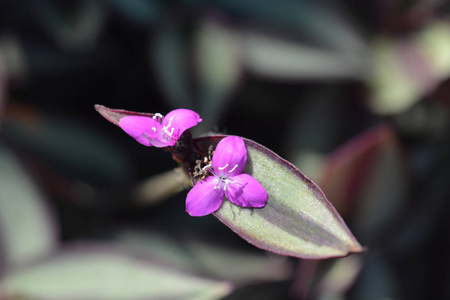 蜿蜒的宝石粉色花朵拉丁名称TradescantiaZebrina