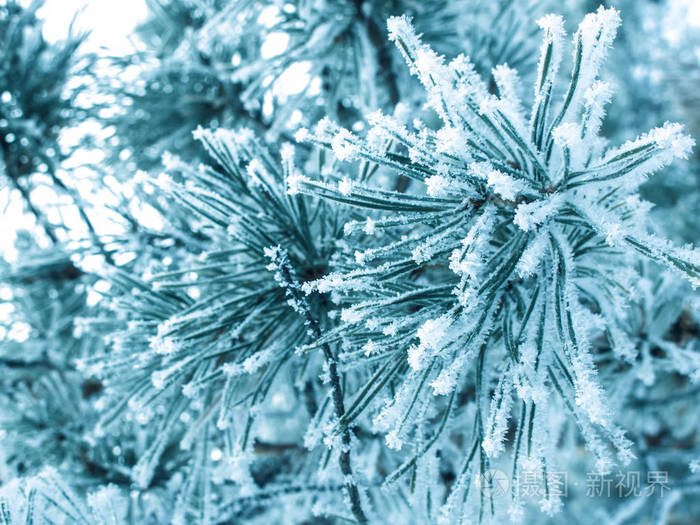 冬天的雪霜.