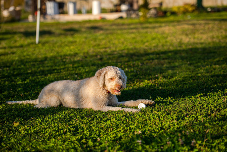 绿茵草地上躺着一只带球的百灵狗