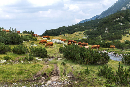 山区田园诗般的夏季景观，奶牛在绿色山谷的新鲜青山牧场上放牧，保加利亚皮林山脉背景的山峰