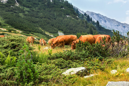 山区田园诗般的夏季景观，奶牛在绿色山谷的新鲜青山牧场上放牧，保加利亚皮林山脉背景的山峰