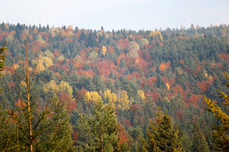山坡上黄色叶面树的季节性景观
