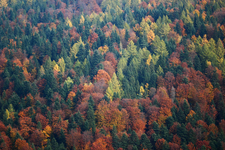 山坡上黄色叶面树的季节性景观