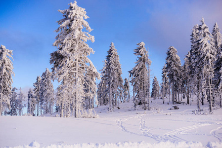 有雪覆盖的树木的冬季森林