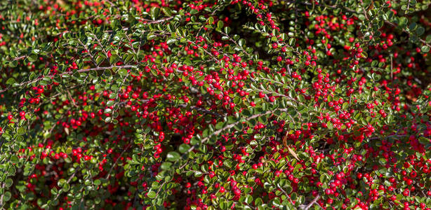 枝上有许多红色浆果的观赏灌木图片
