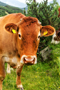 山区田园诗般的夏季景观，奶牛在绿色山谷的新鲜青山牧场上放牧，保加利亚皮林山脉背景的山峰