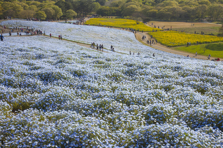 果蝇花场背景