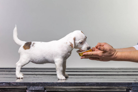 男子喂养小可爱的杰克俄罗斯小狗从手在白色背景