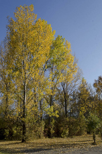 保加利亚索非亚南方公园秋季