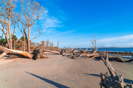 佐治亚州杰基尔岛漂流木滩的日出景观。 漂流木很受欢迎，它的长滩上满是海洋上的枯树根。