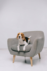 一只可爱的小猎犬躺在灰色背景的扶手椅上图片