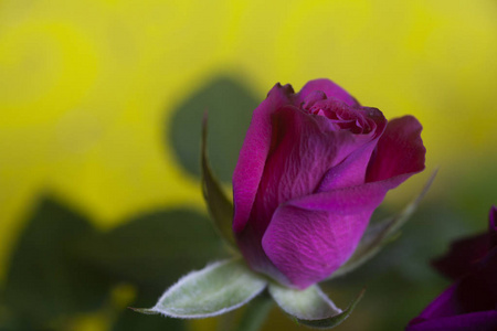 黄色背景上美丽的粉红色玫瑰