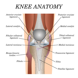 解剖膝关节正面视图，模板培训一张医学外科海报，创伤学页面..矢量图。