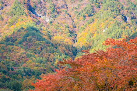 秋季枫树和其他树木周围的美丽山景