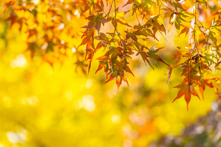 秋天美丽的红绿枫叶树