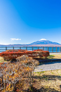 日本雅明子湖周围富士山的美丽景观