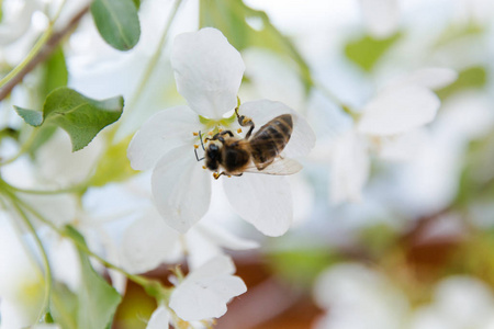 蜜蜂在花上。 蜜蜂给花授粉。 一棵苹果树的开花。 苹果树上的蜜蜂。