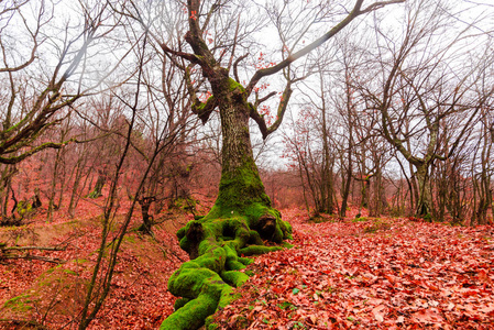 秋天的彩色森林，有弯曲的树根