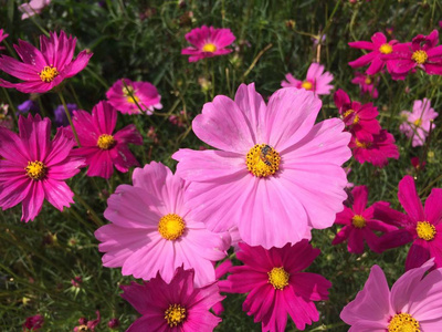 蜜蜂宇宙花在花园里盛开