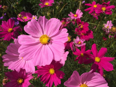 蜜蜂宇宙花在花园里盛开