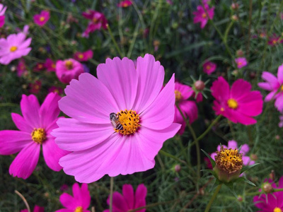 蜜蜂宇宙花在花园里盛开