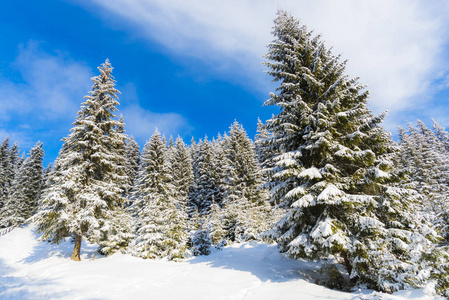 雪覆盖了木材中的针叶树