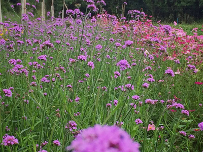 花园里盛开的花