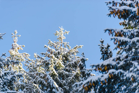 冬季白雪覆盖针叶树和天空