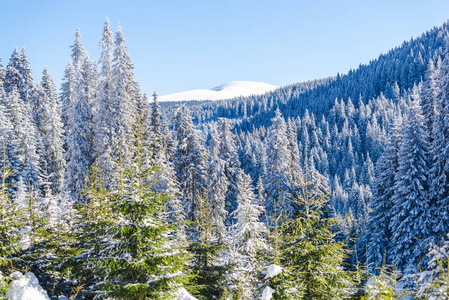 冬季白雪覆盖针叶树和天空