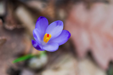 紫色的小番红花花瓣接近