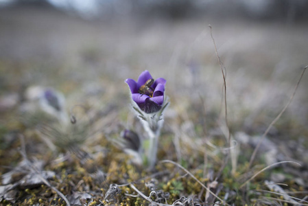 春天田野里生长着紫罗兰色的腰果花