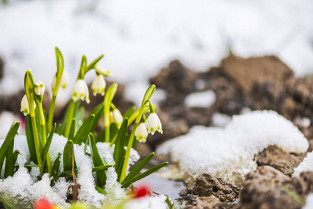 用第一批新鲜植物特写雪林地面。