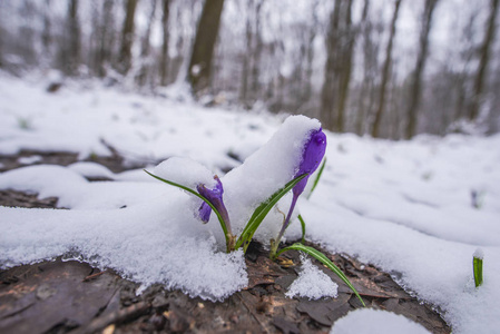 用第一批新鲜植物特写雪林地面。